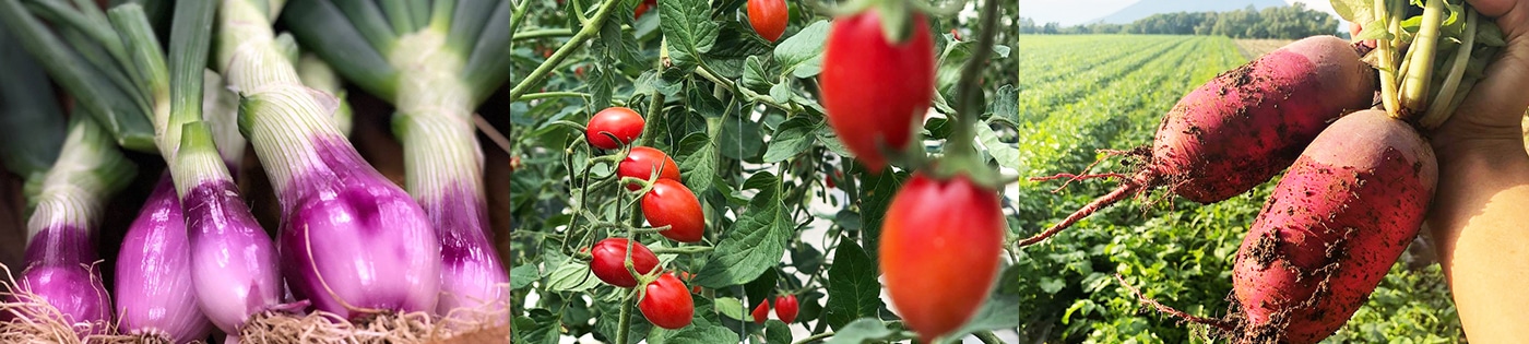 私たちが扱う食品